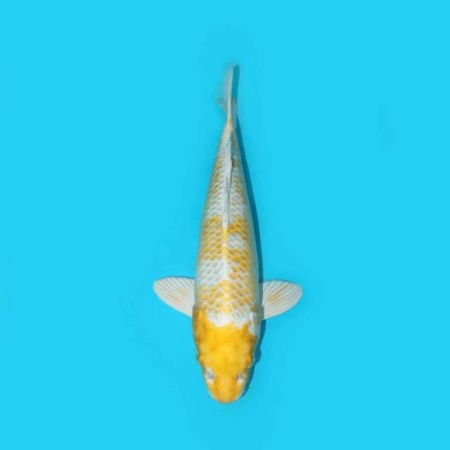 HARIWAKE 30 CM