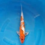 Beni Kumonryu Male 44cm