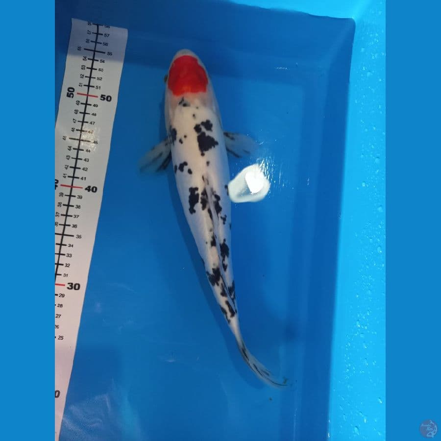 tc sanke doit±35cm