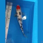 tc sanke doit±35cm