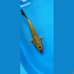 mukasi gold 31 cm