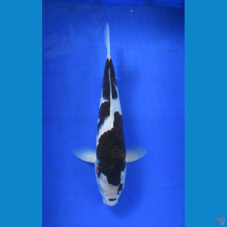 budo goromo ±34cm 