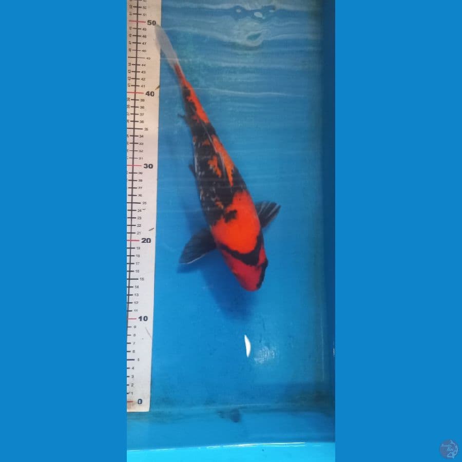 showa 35cm