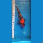 showa 35cm
