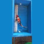 kindai showa 40cm