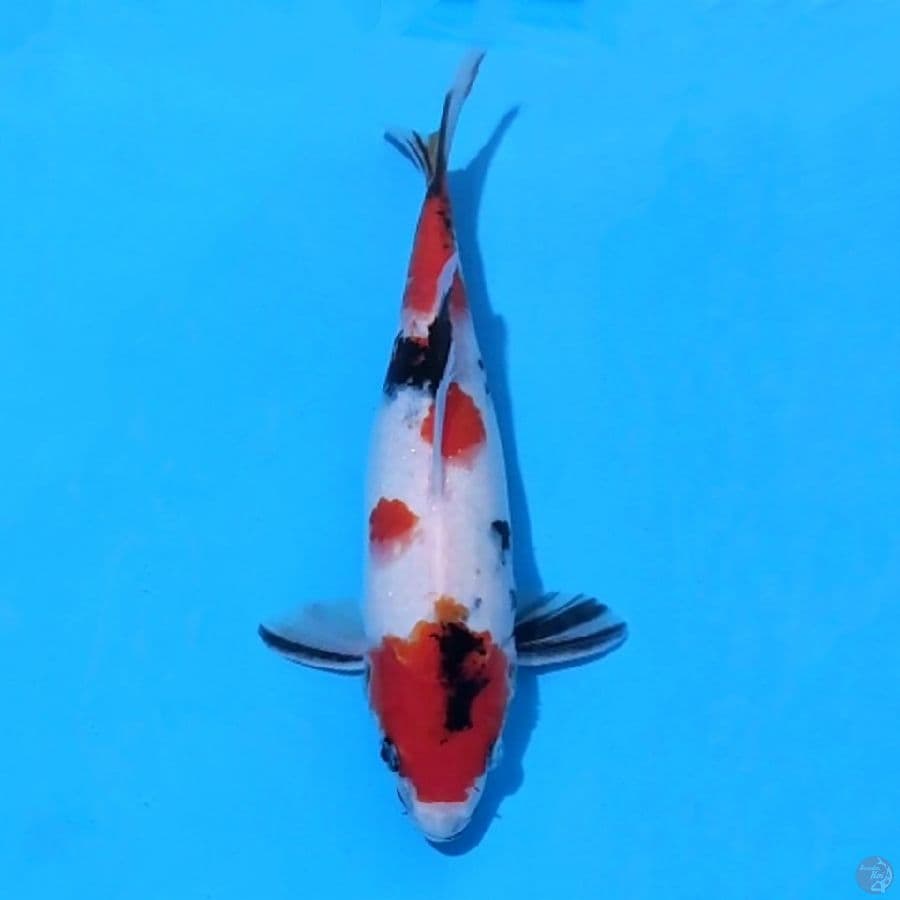 3. KINDAI SHOWA 26 CM FEMALE
