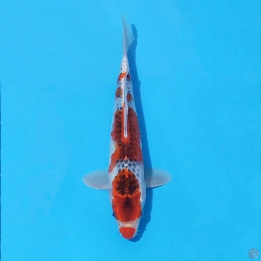 4. GOSHIKI 27 CM MALE