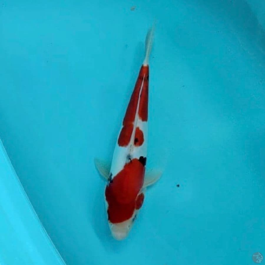 doitsu sanke 30cm