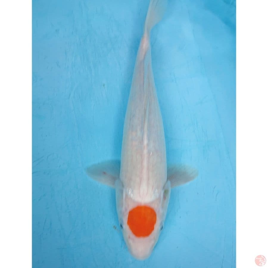 TANCHO HARIWAKE 41 CM