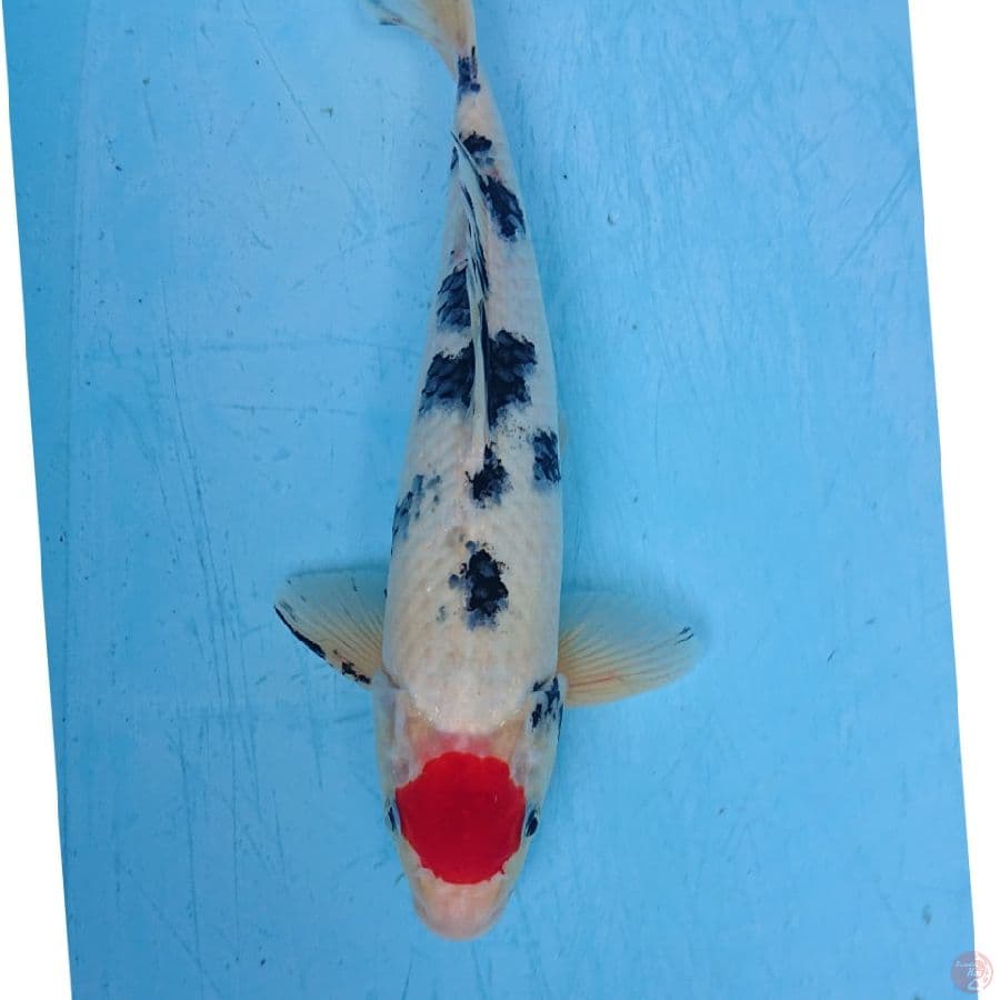 TANCHO SANKE 31 CM