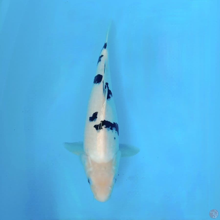 shiro 38 cm