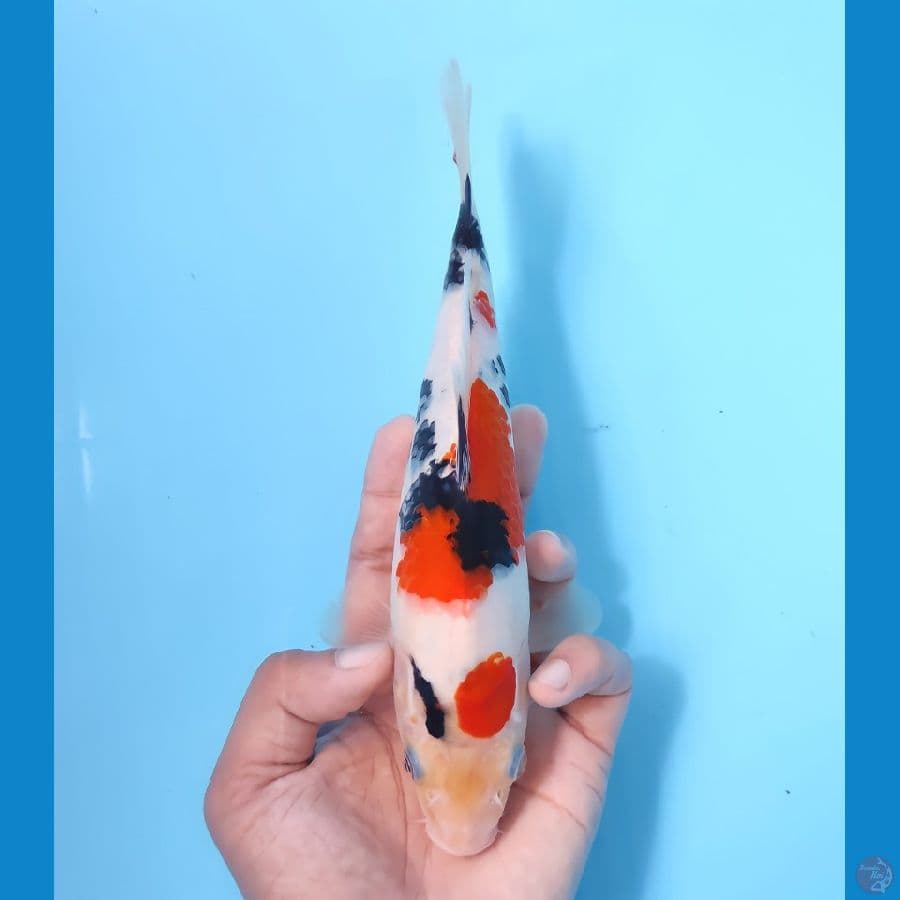 SANKE 22CM - FEEMALE