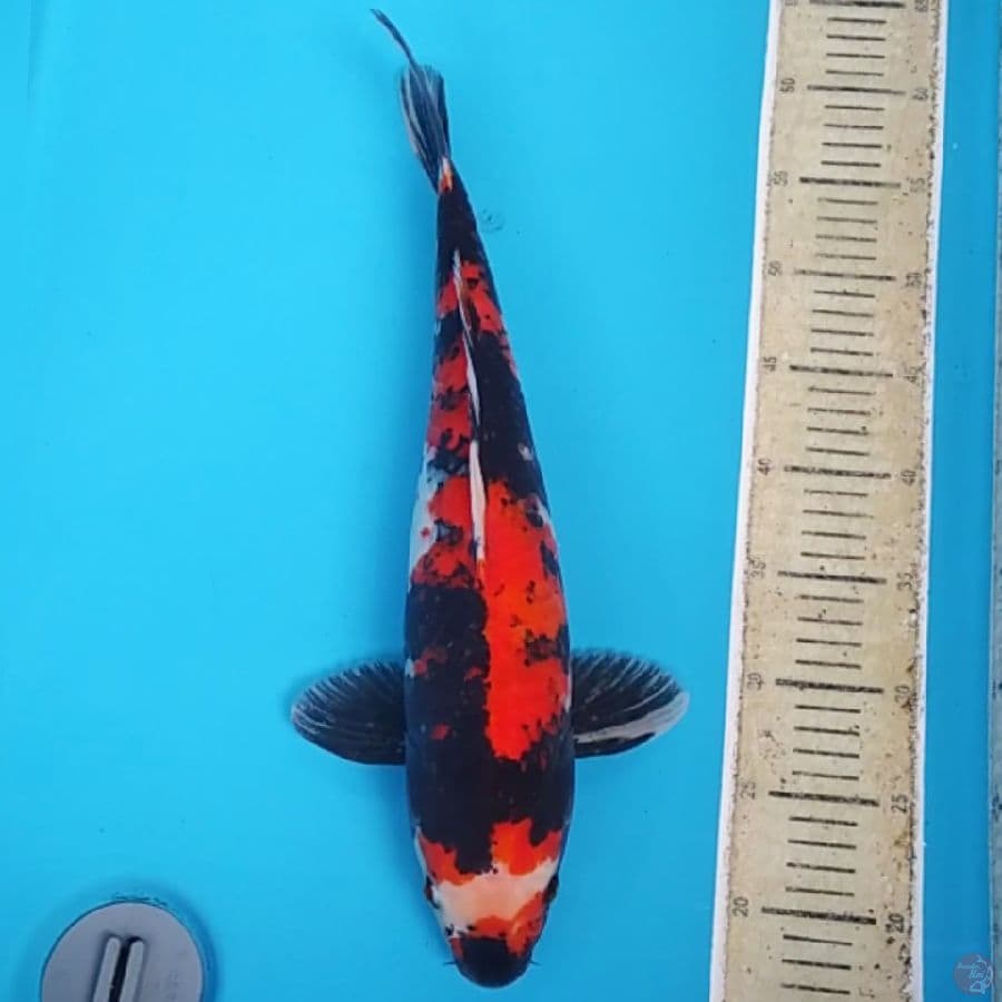 Showa Jantan ~45
