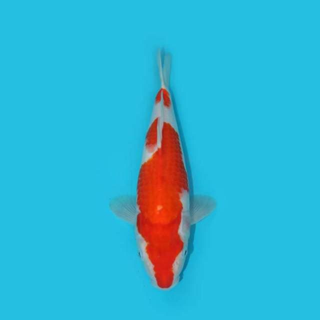 KOHAKU 28 CM