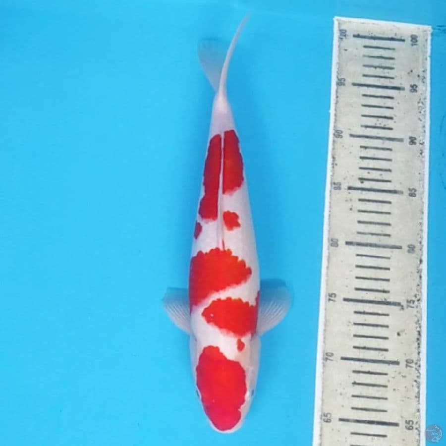 Kohaku Strong Color ~35