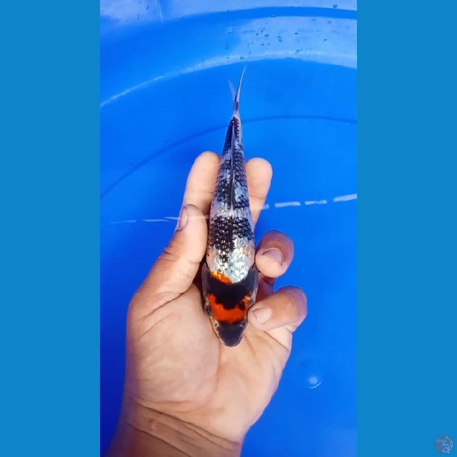 tanco sowa gindrin 17 cm