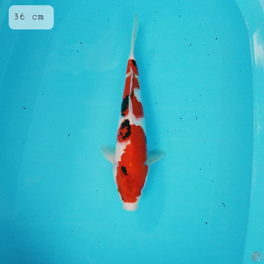 showa 36 cm