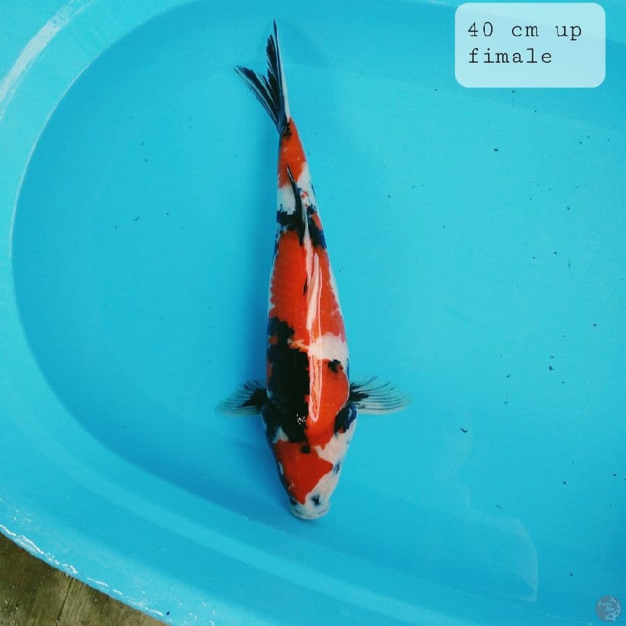 showa 41 cm betina