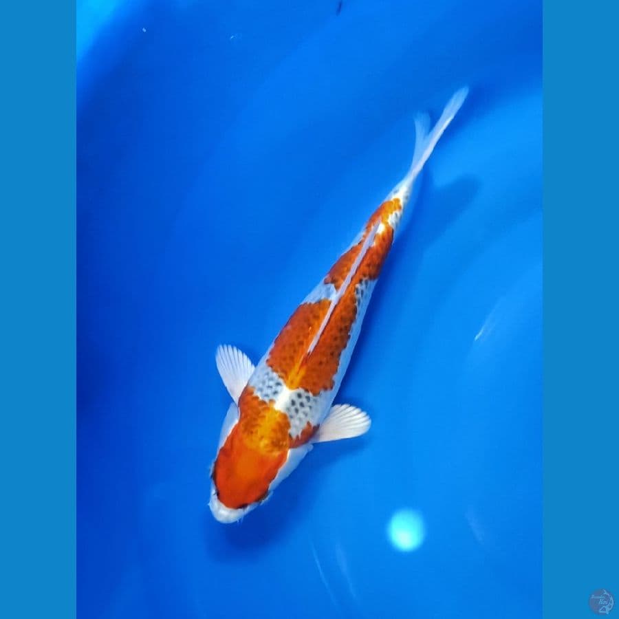 Kujaku size 28 cm
