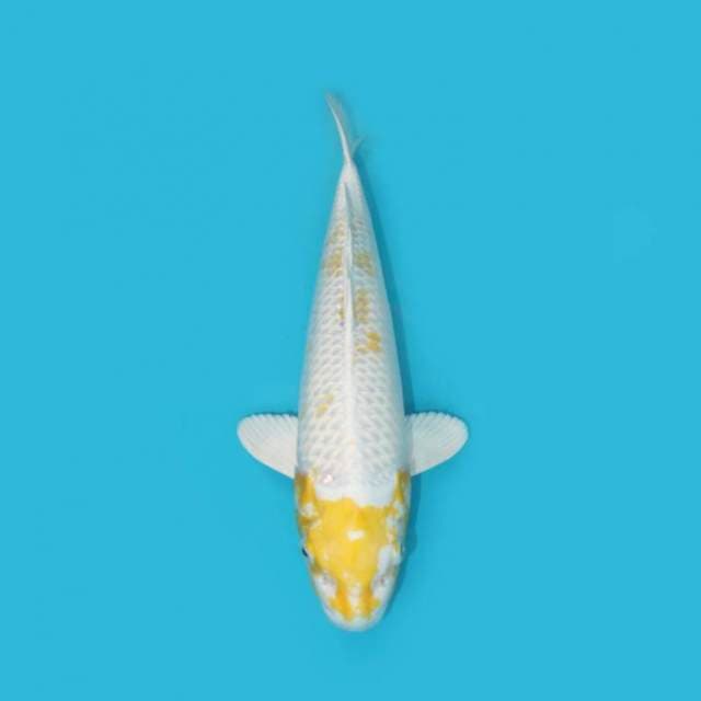 HARIWAKE 33 CM