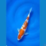 Kohaku size 34 cm f