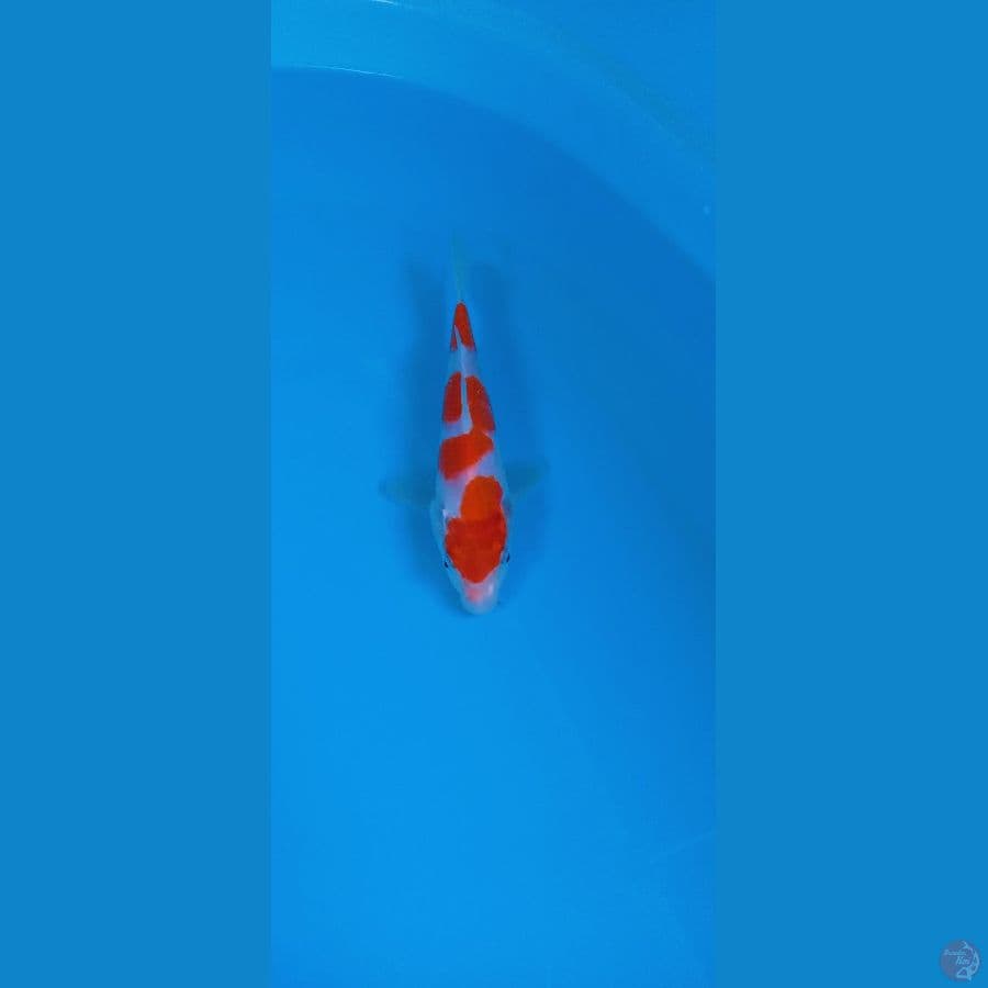 kohaku