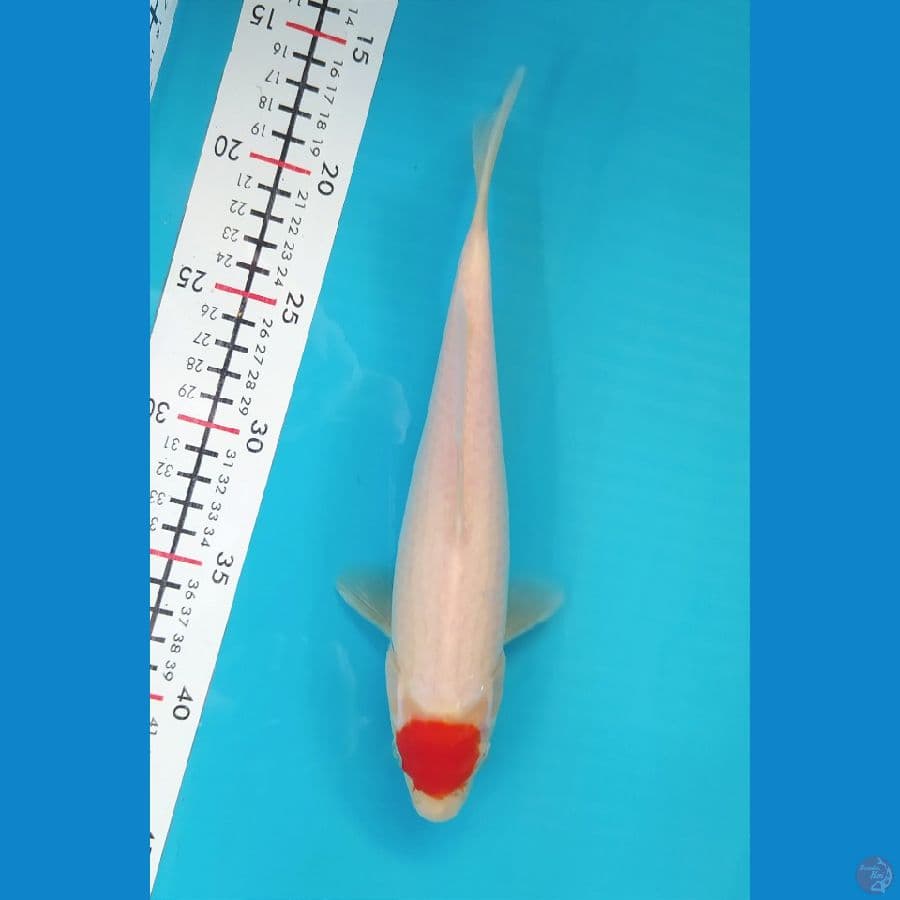 TANCHO KOHAKU 26CM FEMALE
