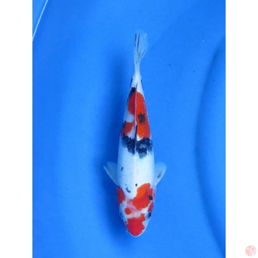 24cm , Red Kindai Sanke