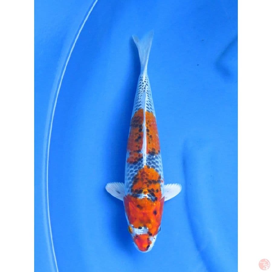 37cm , Male Kujaku