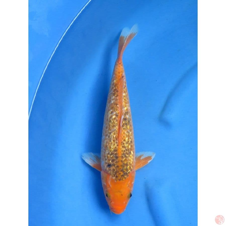 35cm , Matsuba Ginrin