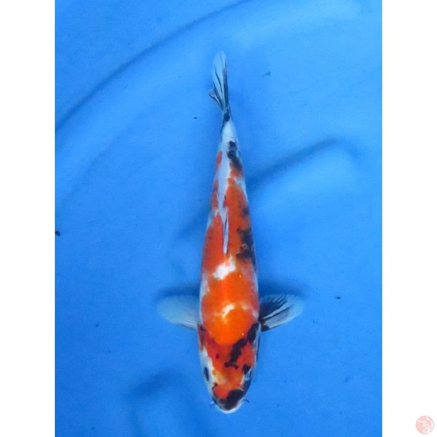25cm , Showa Tategoi