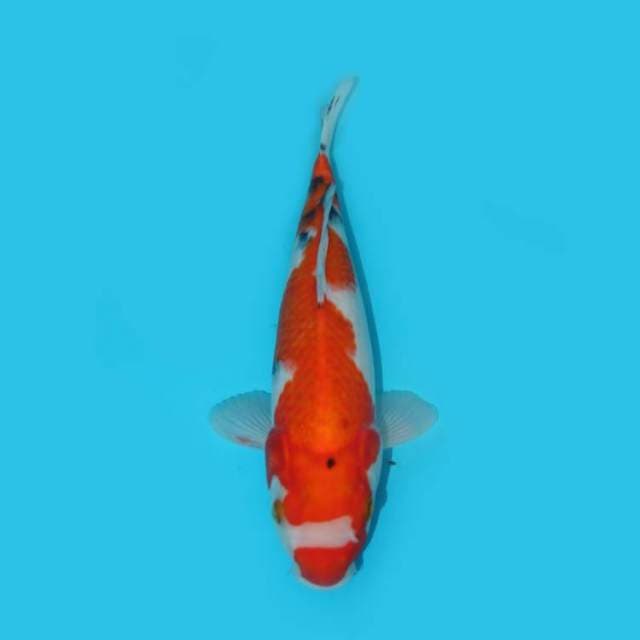 SANKE 32 CM