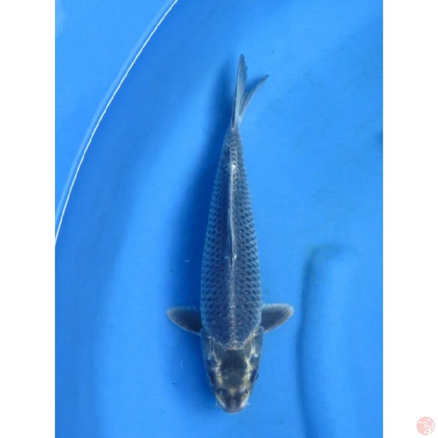31cm , Black Ogon