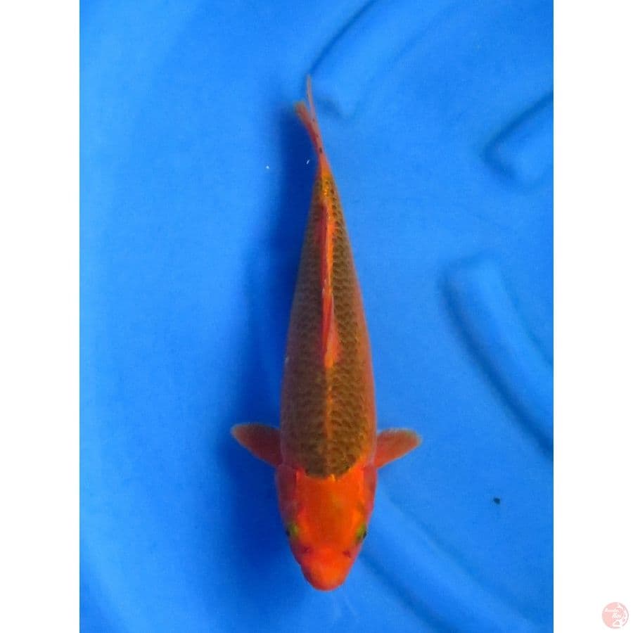 31cm , Aka Matsuba