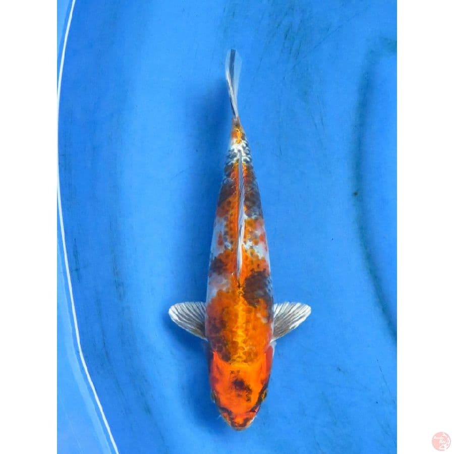 25cm , Kin Showa