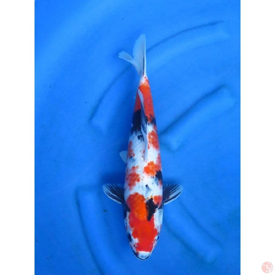 40cm , Jumbo Showa