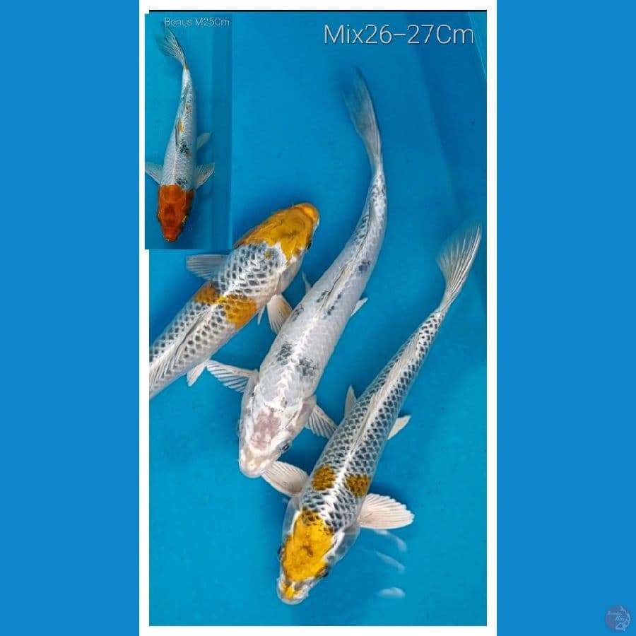 Paket Trio Cantik 26-27Cm + bonus 1 ekor M25Cm bagi bidder > 100k