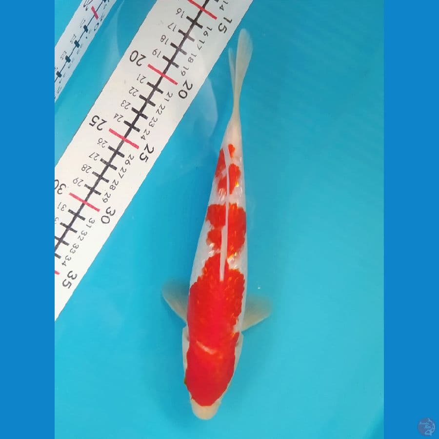KOHAKU GINRIN 24CM MALE 