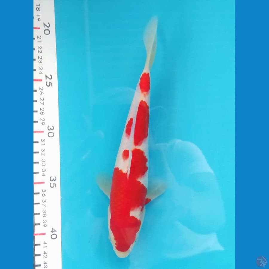 KOHAKU 22CM 