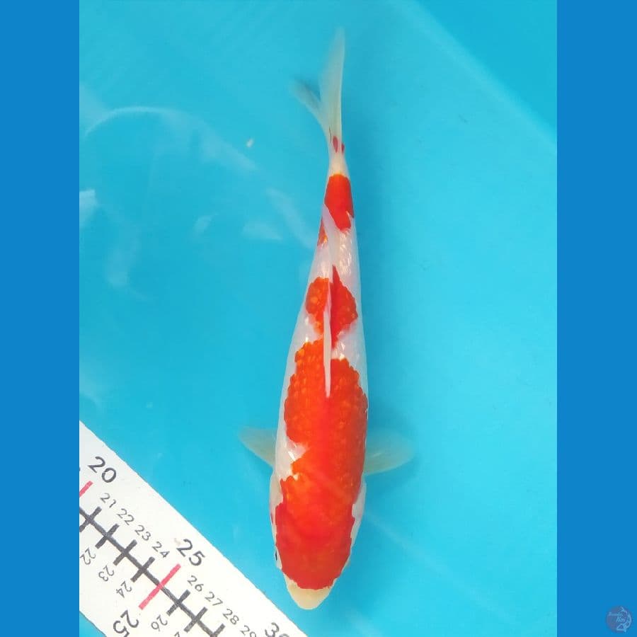 KOHAKU GINRIN 21 CM FEMALE