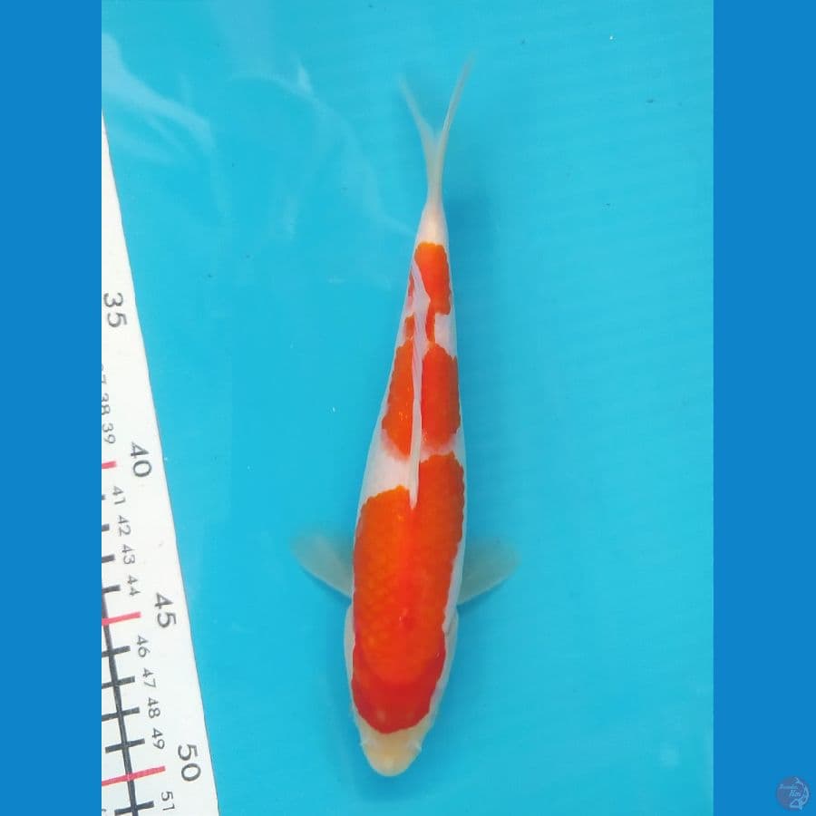 KOHAKU 23 CM FEMALE