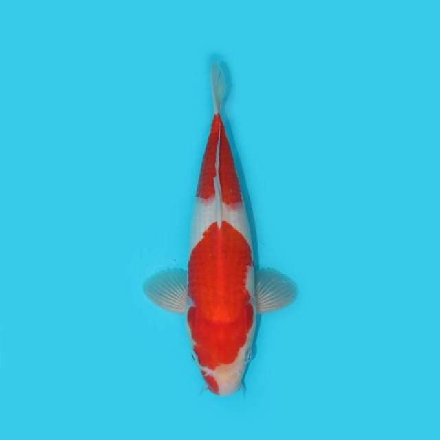 KOHAKU 30 CM