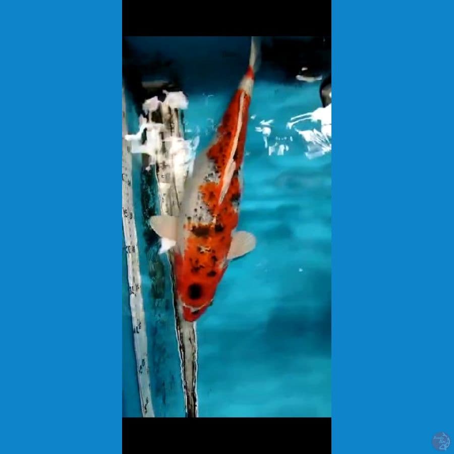 KUJAKU 40CM