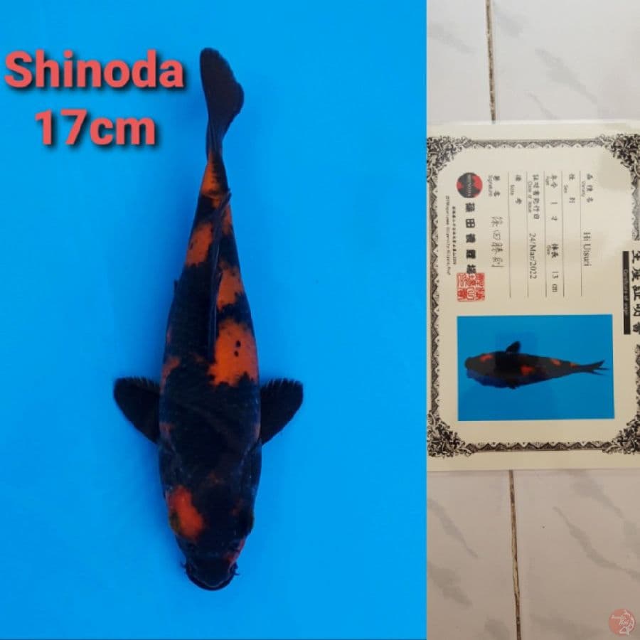 SHINODA HIUTSURI 17CM