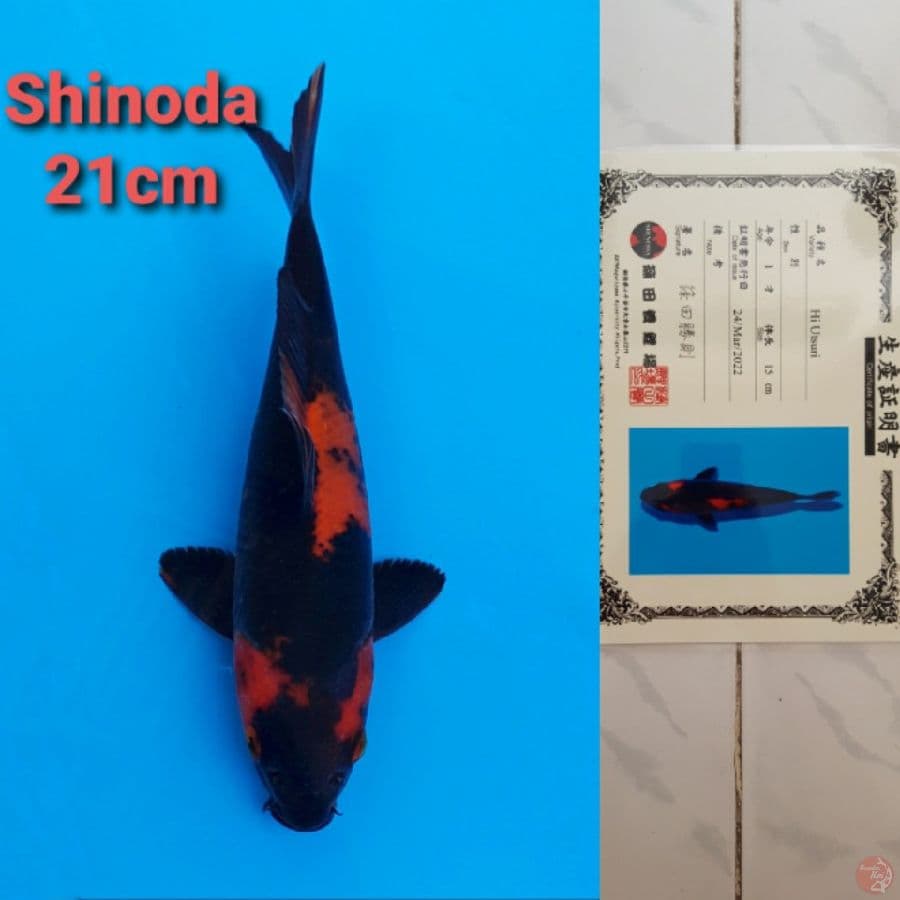 SHINODA HIUTSURI 21CM
