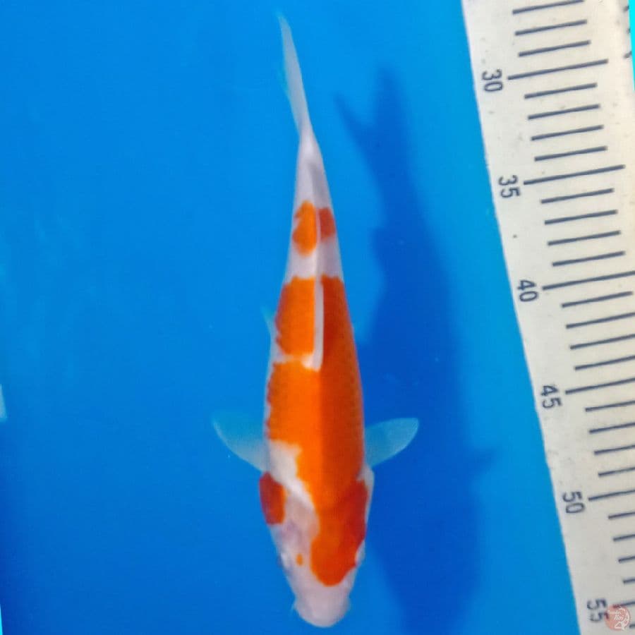 kohaku F1