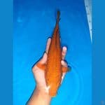 CHAGOI TEMBAGA SUPER FUKURIN