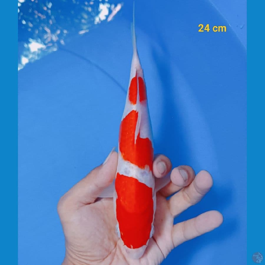 kohaku 24 cm