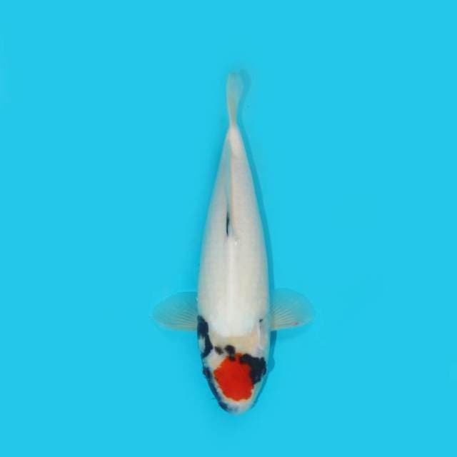 TANCHO SHOWA 30CM