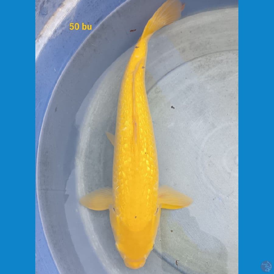 Mata merah ginrin 50 bu